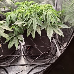 bbs-grow-diaries/blimburnseeds-com/user-47707/53345396a9fd526e