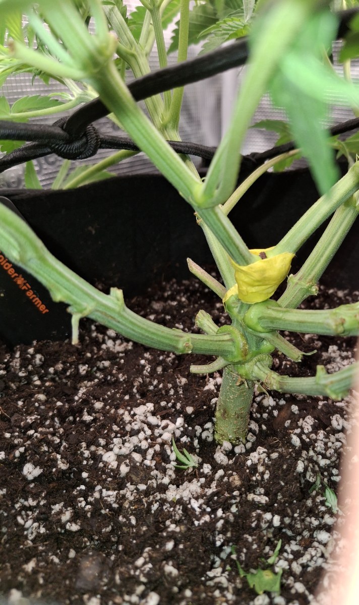 bbs-grow-diaries/blimburnseeds-com/user-47707/53e9c9a6f954dab6