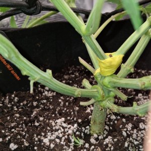bbs-grow-diaries/blimburnseeds-com/user-47707/53e9c9a6f954dab6