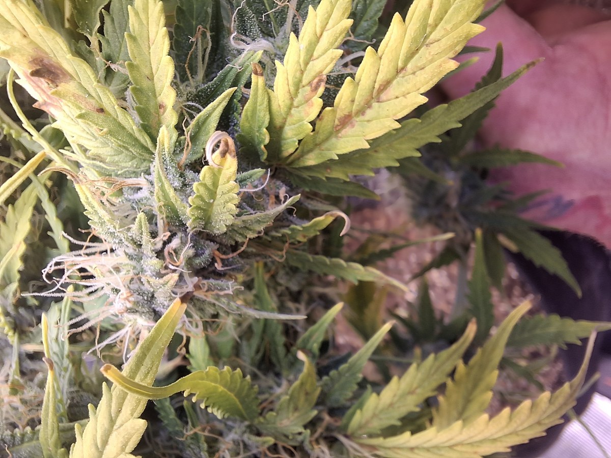 bbs-grow-diaries/blimburnseeds-com/user-47707/567ed6b00d67a4ff