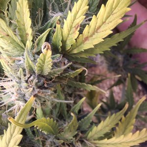 bbs-grow-diaries/blimburnseeds-com/user-47707/567ed6b00d67a4ff