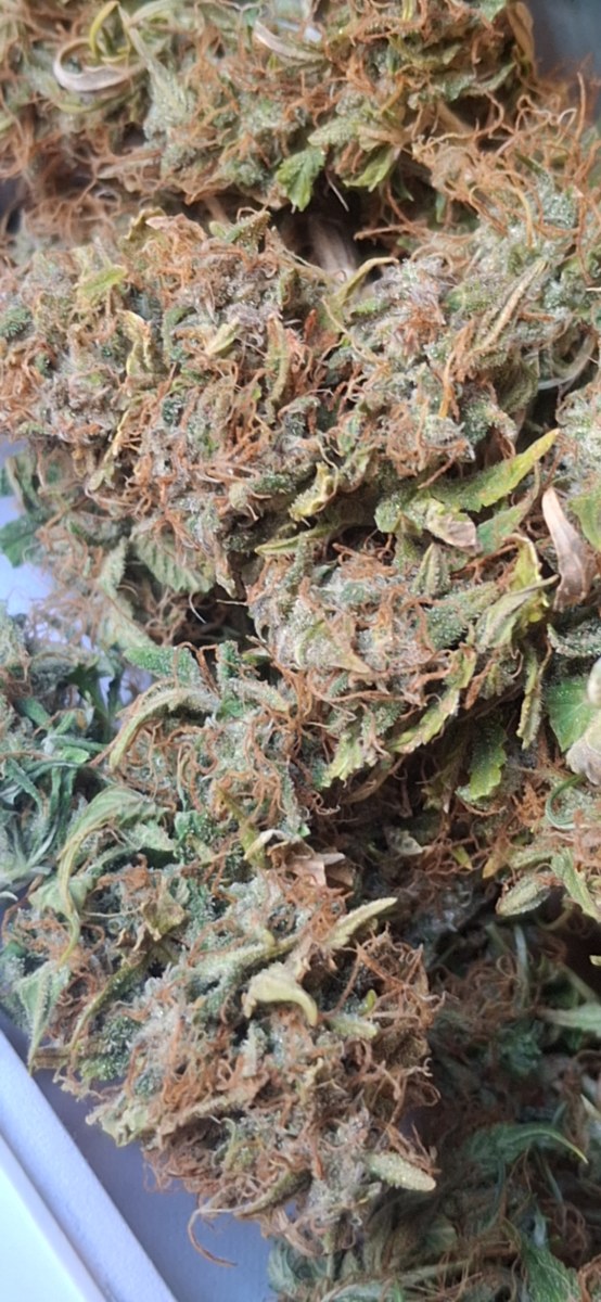 bbs-grow-diaries/blimburnseeds-com/user-47707/56bb5fb50c602c84