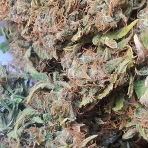 bbs-grow-diaries/blimburnseeds-com/user-47707/56bb5fb50c602c84