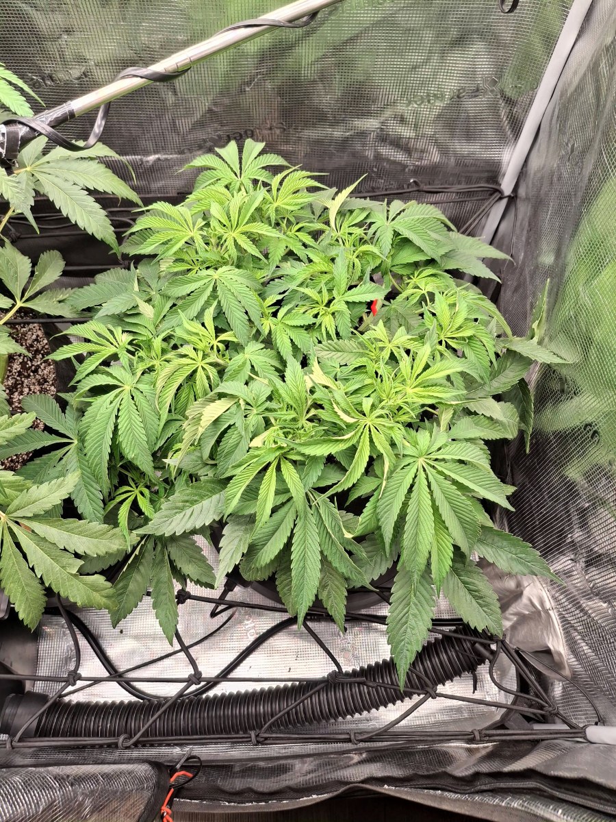 bbs-grow-diaries/blimburnseeds-com/user-47707/5ad6a9de95dd1c05