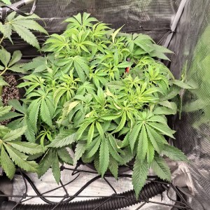 bbs-grow-diaries/blimburnseeds-com/user-47707/5ad6a9de95dd1c05