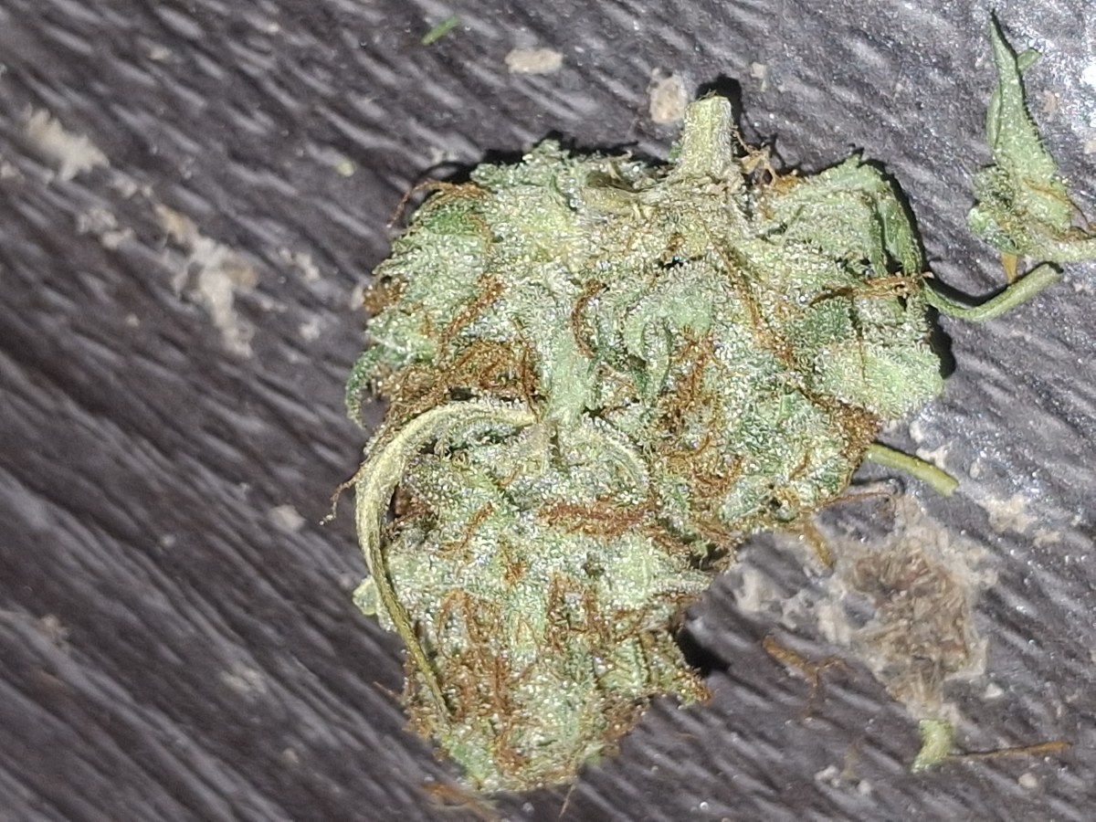 bbs-grow-diaries/blimburnseeds-com/user-47707/6253ab71a506696d