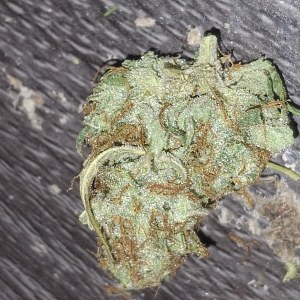 bbs-grow-diaries/blimburnseeds-com/user-47707/6253ab71a506696d