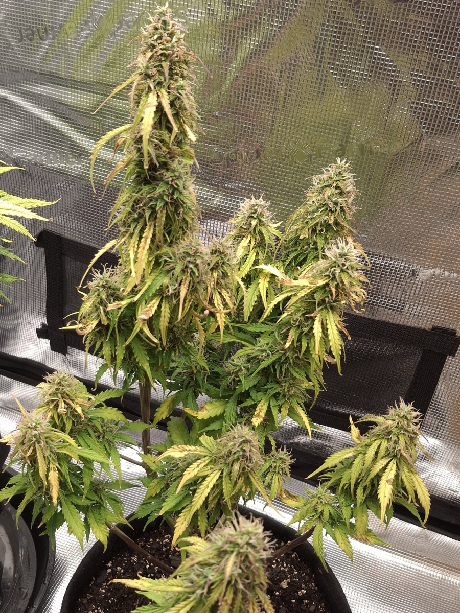 bbs-grow-diaries/blimburnseeds-com/user-47707/628f926975056935