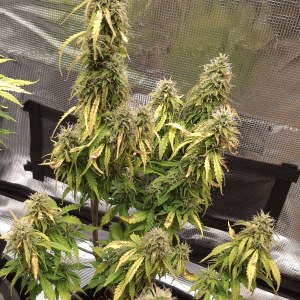 bbs-grow-diaries/blimburnseeds-com/user-47707/628f926975056935