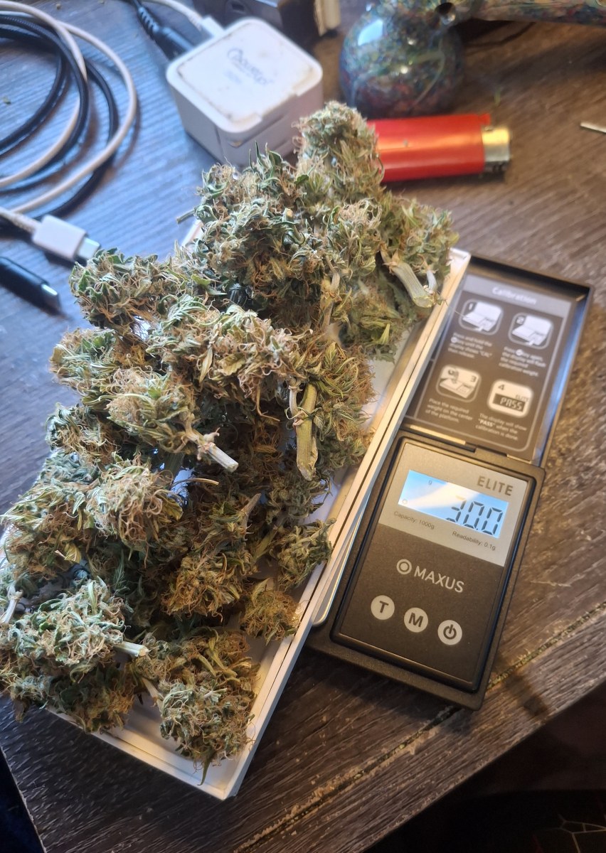 bbs-grow-diaries/blimburnseeds-com/user-47707/636c2c5d8575ab53