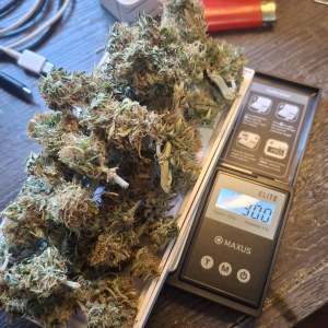 bbs-grow-diaries/blimburnseeds-com/user-47707/636c2c5d8575ab53