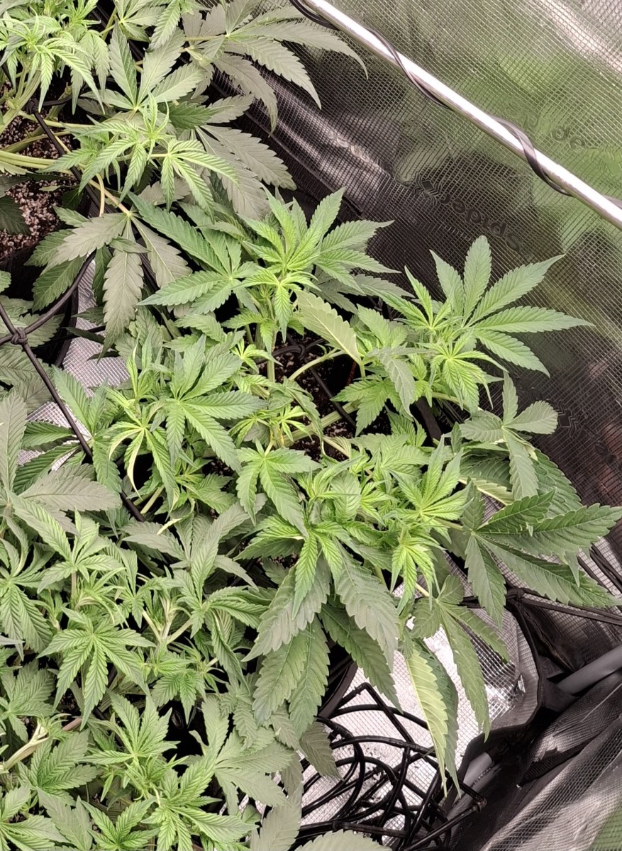 bbs-grow-diaries/blimburnseeds-com/user-47707/69edf33884389dd7