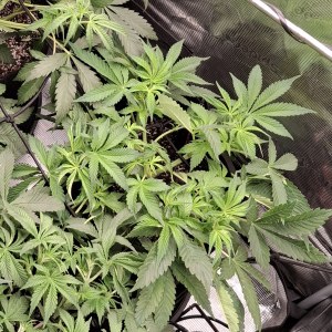 bbs-grow-diaries/blimburnseeds-com/user-47707/69edf33884389dd7