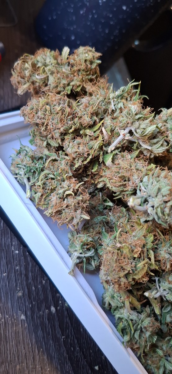 bbs-grow-diaries/blimburnseeds-com/user-47707/7f5944aee47d9d9c