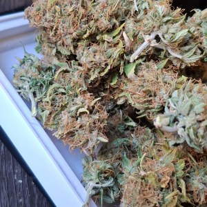 bbs-grow-diaries/blimburnseeds-com/user-47707/7f5944aee47d9d9c