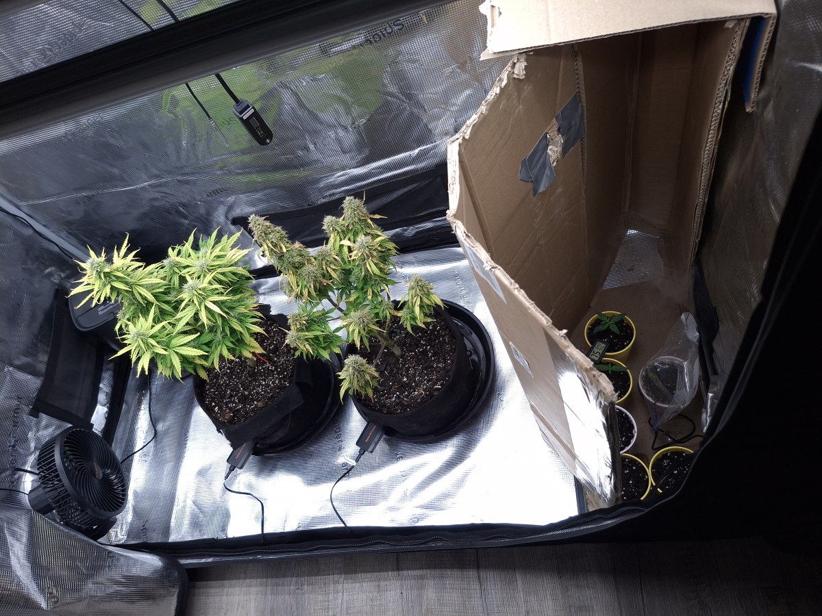 bbs-grow-diaries/blimburnseeds-com/user-47707/80f38a56d8a74c23