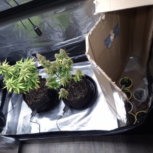 bbs-grow-diaries/blimburnseeds-com/user-47707/80f38a56d8a74c23