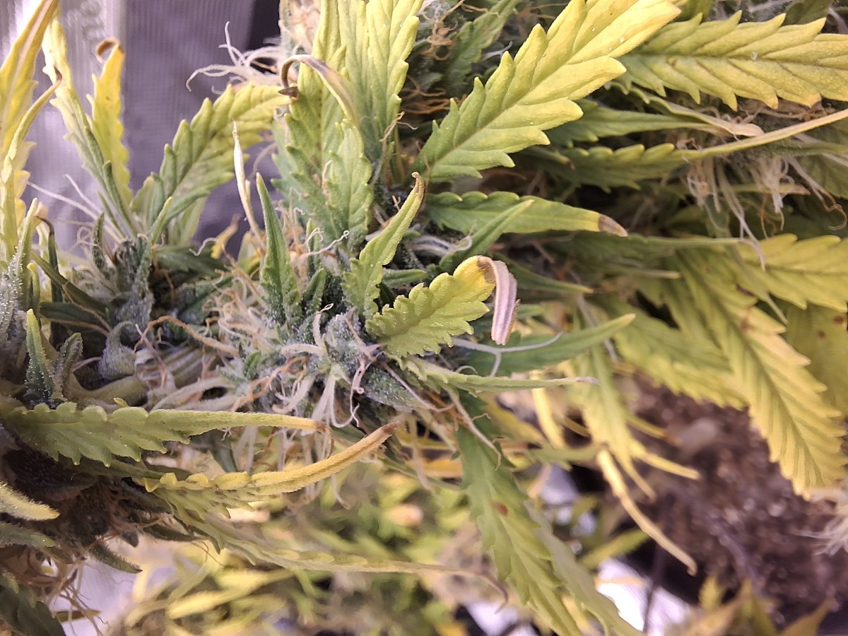 bbs-grow-diaries/blimburnseeds-com/user-47707/863fcea4ef57be22