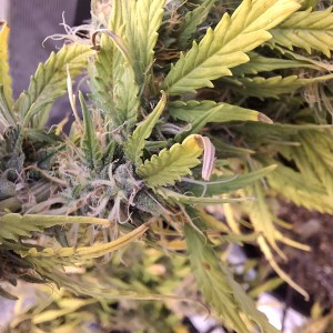 bbs-grow-diaries/blimburnseeds-com/user-47707/863fcea4ef57be22