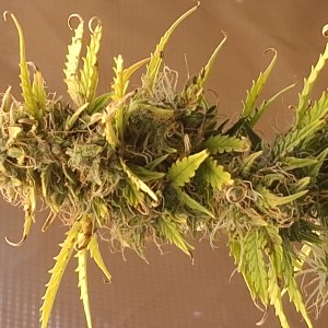 bbs-grow-diaries/blimburnseeds-com/user-47707/8de3492f83e452f4