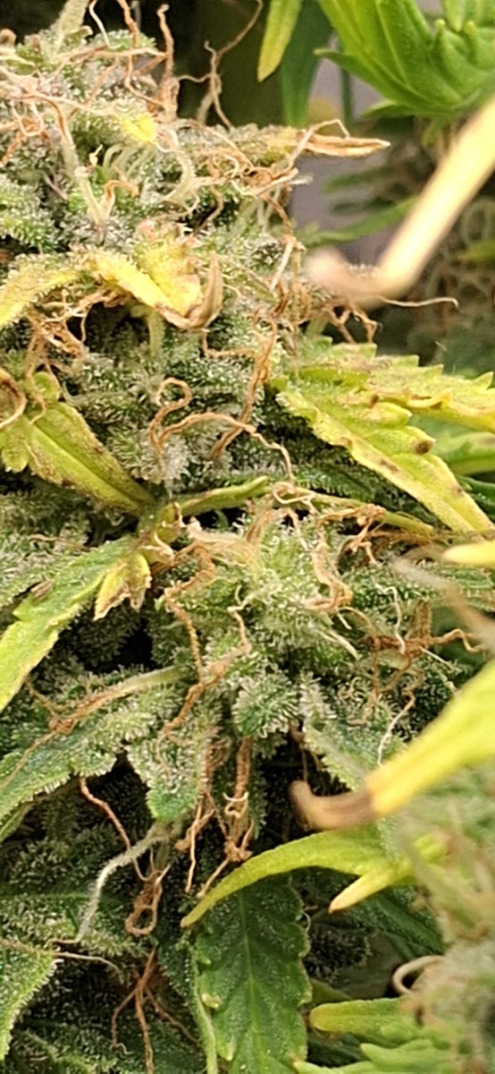 bbs-grow-diaries/blimburnseeds-com/user-47707/90c072d28db8c418