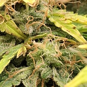 bbs-grow-diaries/blimburnseeds-com/user-47707/90c072d28db8c418
