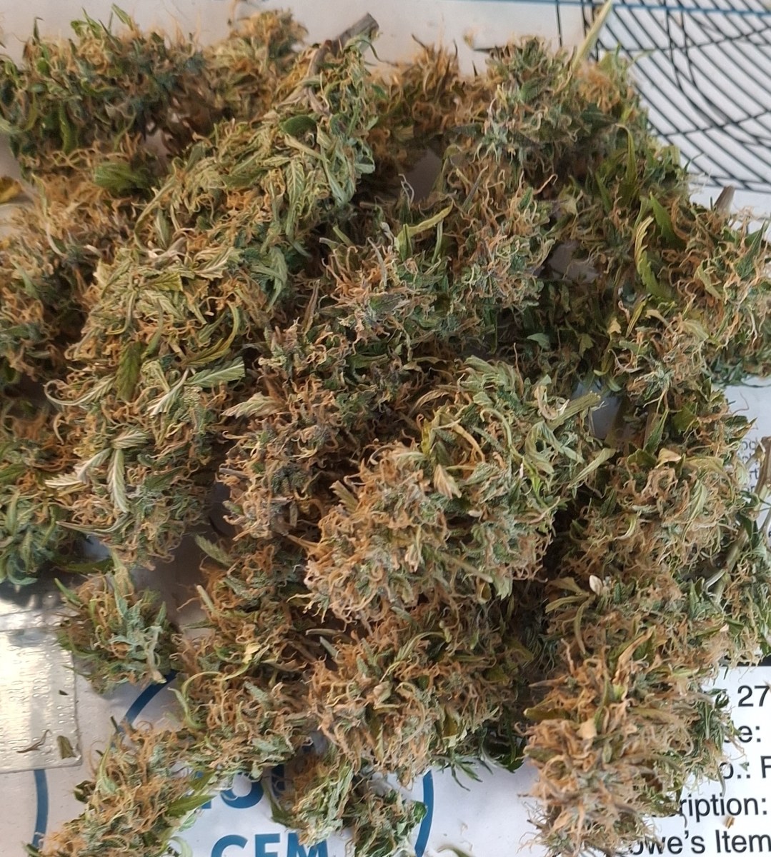 bbs-grow-diaries/blimburnseeds-com/user-47707/9ce359414e55fbe4