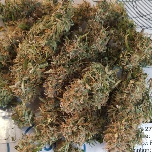 bbs-grow-diaries/blimburnseeds-com/user-47707/9ce359414e55fbe4