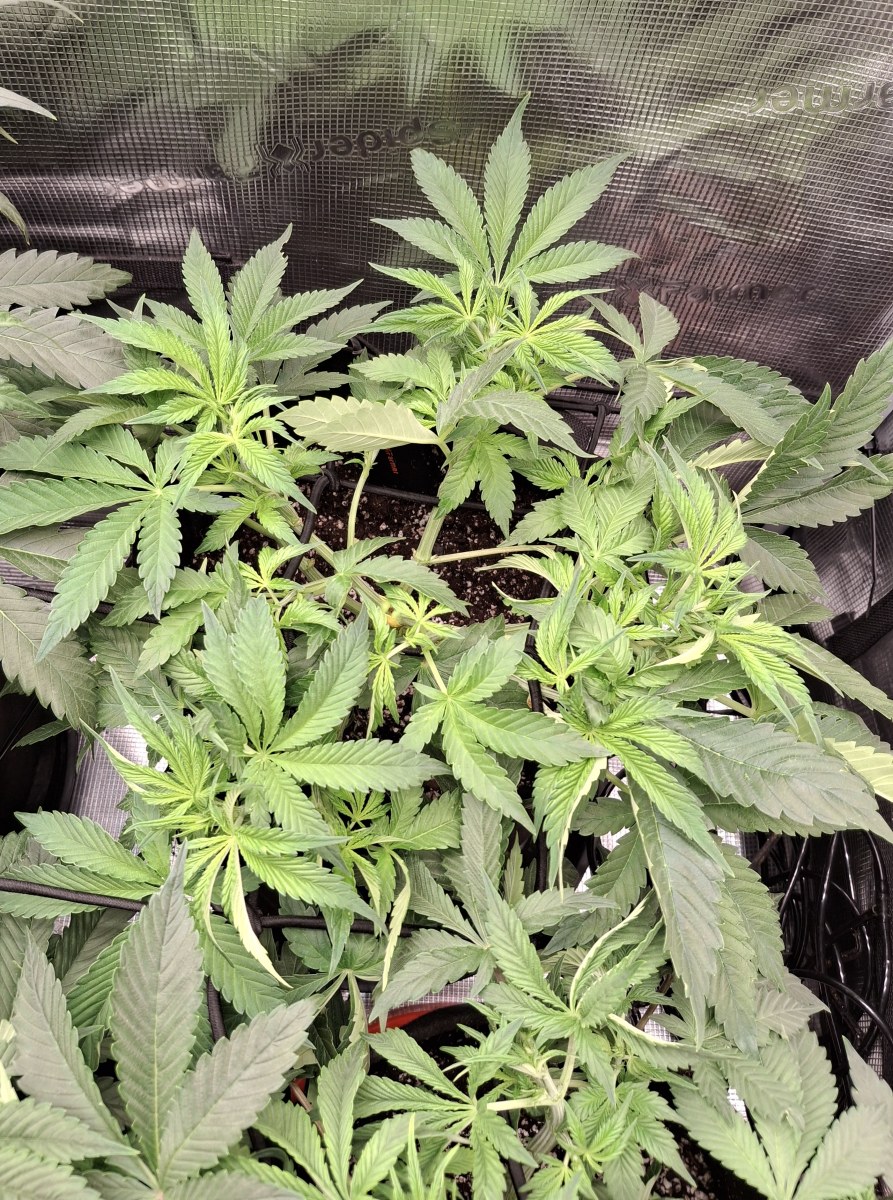 bbs-grow-diaries/blimburnseeds-com/user-47707/9e4e7e29712aab9e