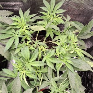 bbs-grow-diaries/blimburnseeds-com/user-47707/9e4e7e29712aab9e