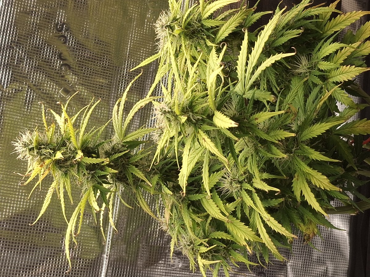 bbs-grow-diaries/blimburnseeds-com/user-47707/a47b94d7fcf5a4c9