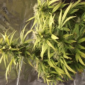 bbs-grow-diaries/blimburnseeds-com/user-47707/a47b94d7fcf5a4c9