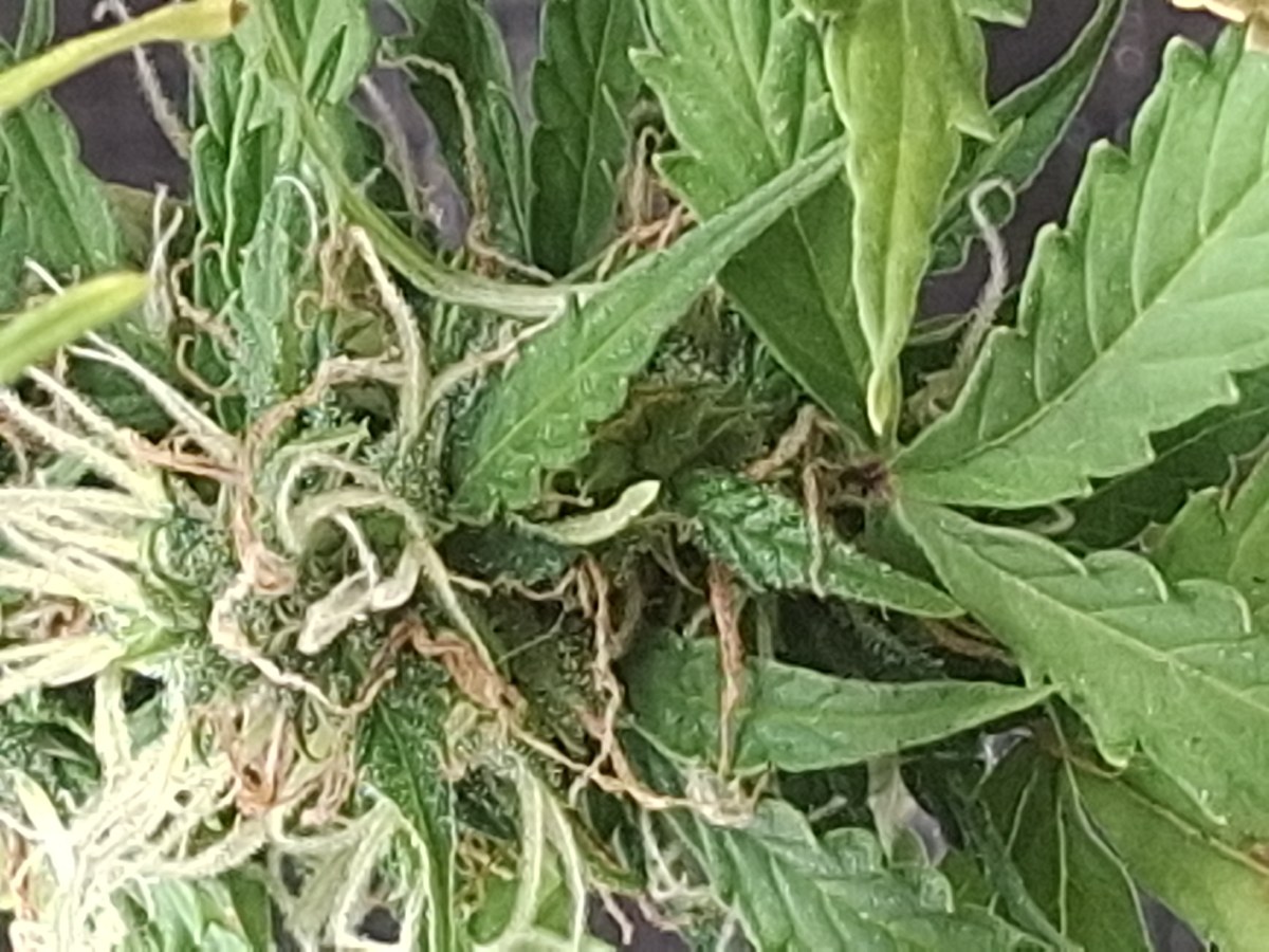 bbs-grow-diaries/blimburnseeds-com/user-47707/a60e2f8a32f5a4e0