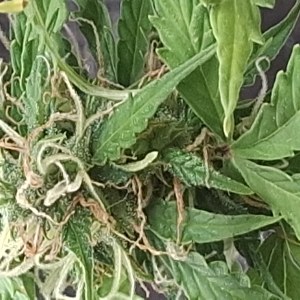 bbs-grow-diaries/blimburnseeds-com/user-47707/a60e2f8a32f5a4e0