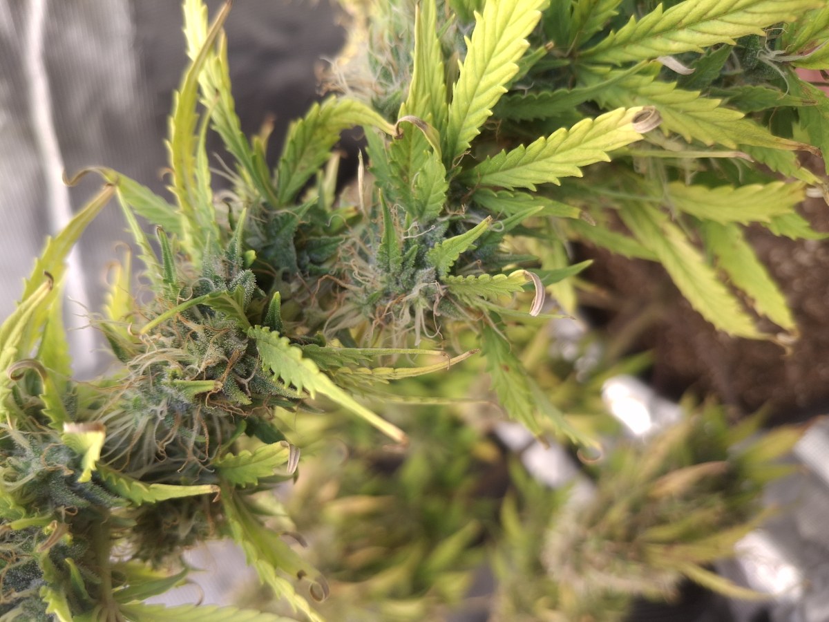 bbs-grow-diaries/blimburnseeds-com/user-47707/b067e50e003bdd68