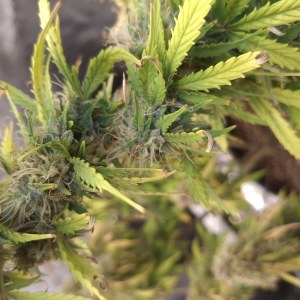 bbs-grow-diaries/blimburnseeds-com/user-47707/b067e50e003bdd68
