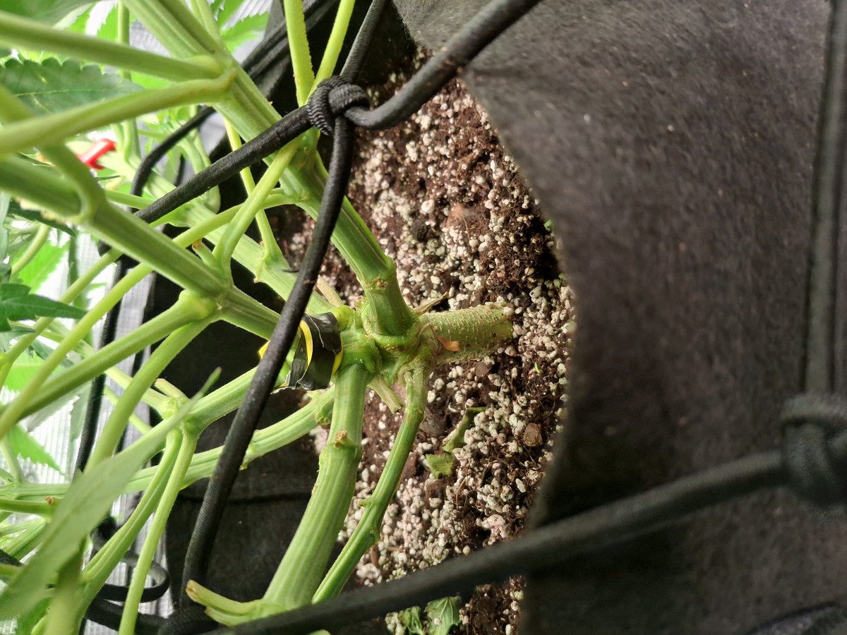 bbs-grow-diaries/blimburnseeds-com/user-47707/b24947d5bf981bf0