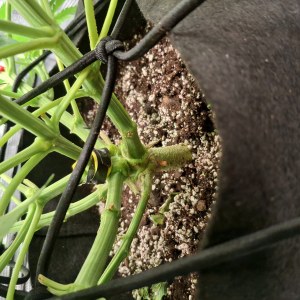 bbs-grow-diaries/blimburnseeds-com/user-47707/b24947d5bf981bf0