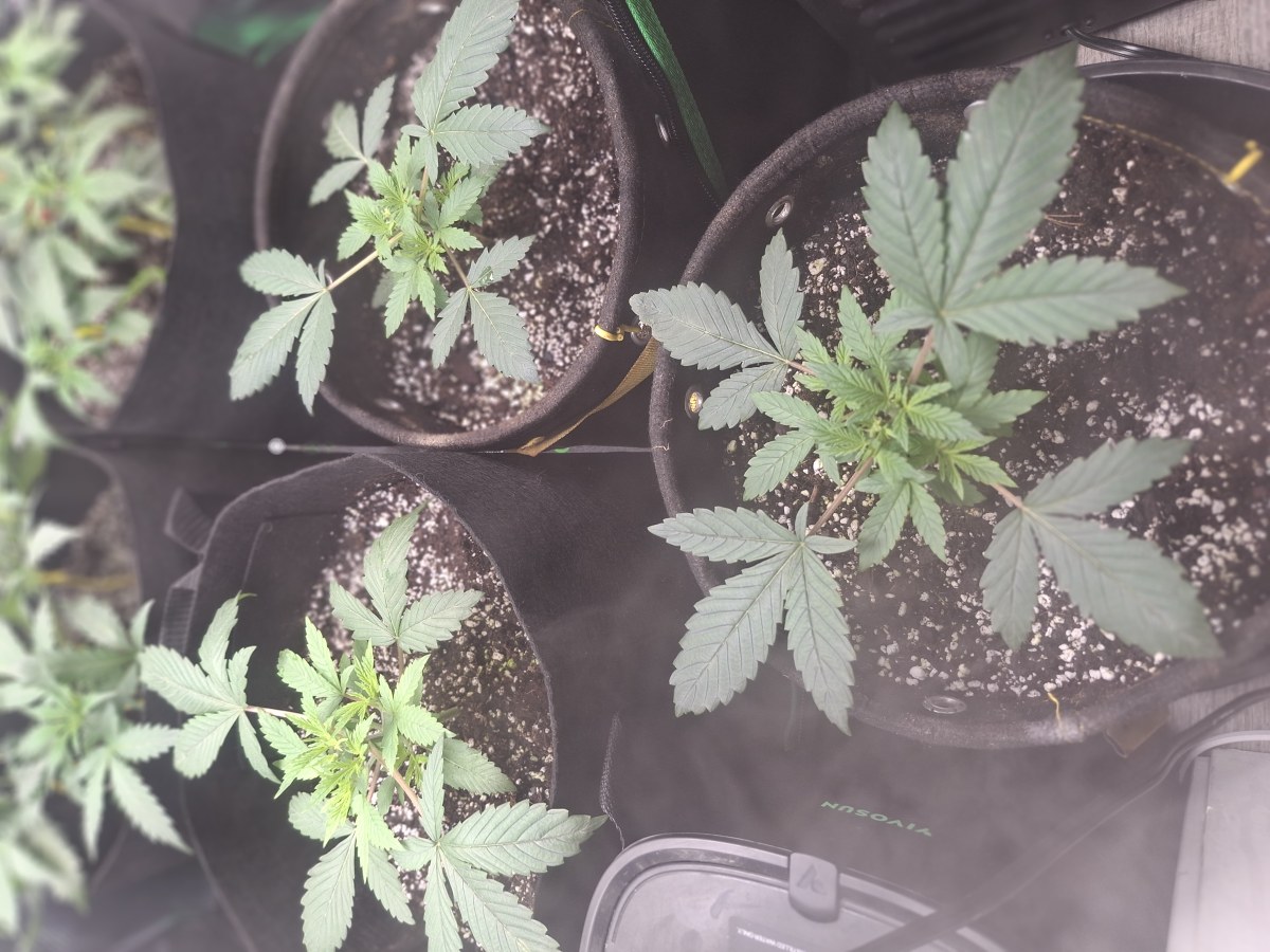 bbs-grow-diaries/blimburnseeds-com/user-47707/b254cb97a1fd90da