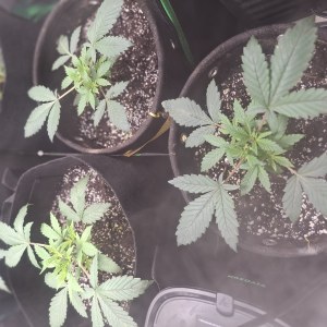 bbs-grow-diaries/blimburnseeds-com/user-47707/b254cb97a1fd90da