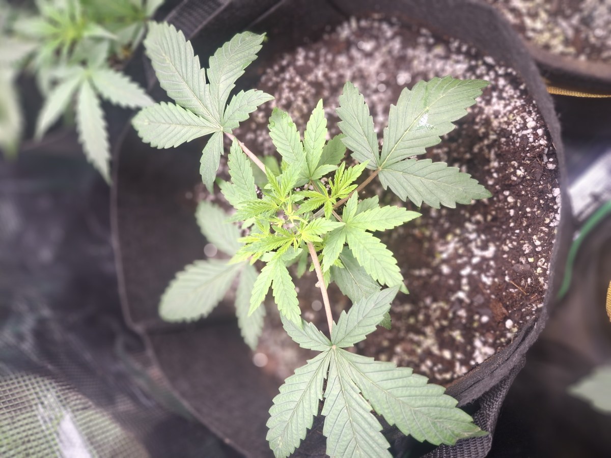 bbs-grow-diaries/blimburnseeds-com/user-47707/b633d28ea63ccc3b