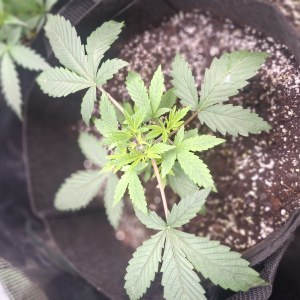 bbs-grow-diaries/blimburnseeds-com/user-47707/b633d28ea63ccc3b