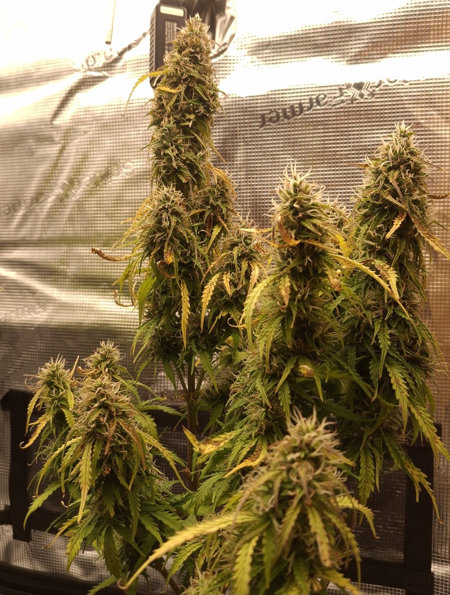 bbs-grow-diaries/blimburnseeds-com/user-47707/c28b9ab595becbf6