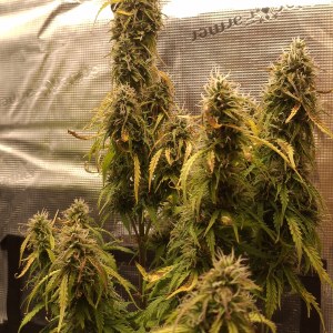 bbs-grow-diaries/blimburnseeds-com/user-47707/c28b9ab595becbf6