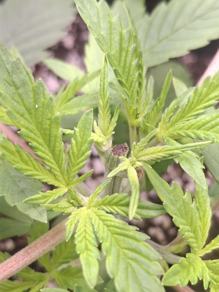 bbs-grow-diaries/blimburnseeds-com/user-47707/c2a3ea9aae56fb7e