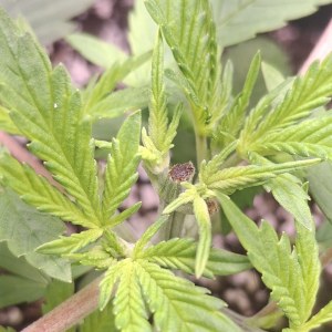 bbs-grow-diaries/blimburnseeds-com/user-47707/c2a3ea9aae56fb7e
