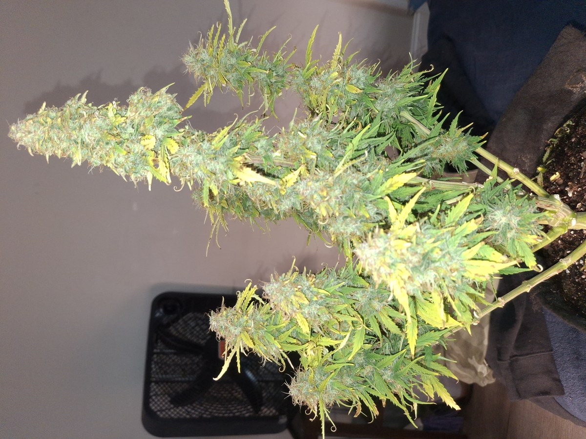 bbs-grow-diaries/blimburnseeds-com/user-47707/c8e443e572b1a8fe