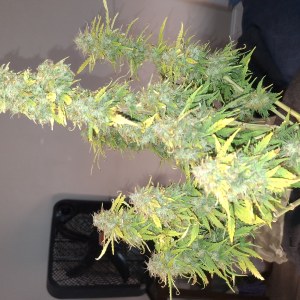 bbs-grow-diaries/blimburnseeds-com/user-47707/c8e443e572b1a8fe