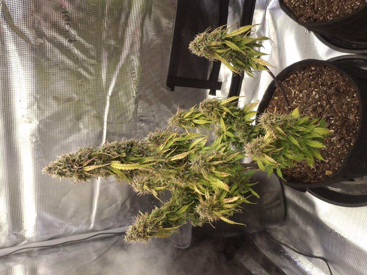 bbs-grow-diaries/blimburnseeds-com/user-47707/e5b5bd550259acc7