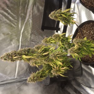 bbs-grow-diaries/blimburnseeds-com/user-47707/e5b5bd550259acc7